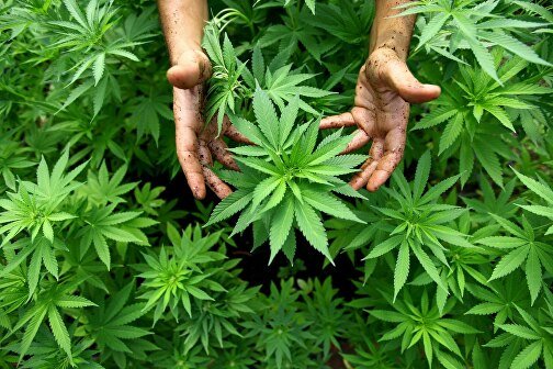 Марихуана польза и купить семена марихуаны цены