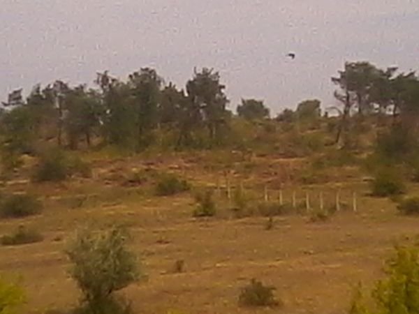 Макорты Макорты