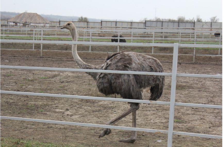 Снимок-5 Снимок-5