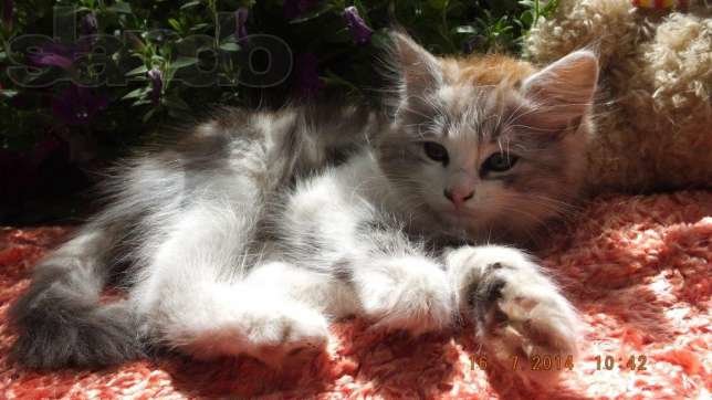 145561207_4_644x461_otdam-10-kotyat-v-horoshie-ruki-ili-utoplyu-g-krivoy-rog-zhivotnye_rev005