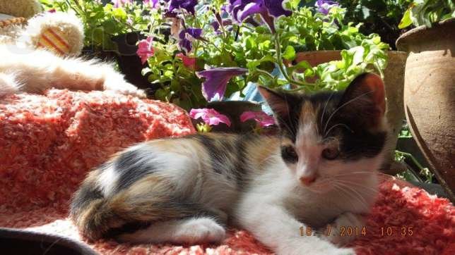 145561207_8_644x461_otdam-10-kotyat-v-horoshie-ruki-ili-utoplyu-g-krivoy-rog-_rev005