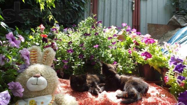 145561207_6_644x461_otdam-10-kotyat-v-horoshie-ruki-ili-utoplyu-g-krivoy-rog-_rev005