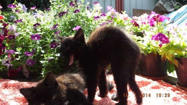 145561207_7_644x461_otdam-10-kotyat-v-horoshie-ruki-ili-utoplyu-g-krivoy-rog-_rev005