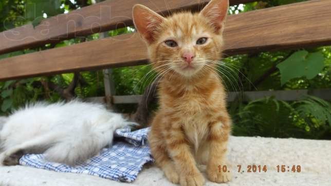 145561207_3_644x461_otdam-10-kotyat-v-horoshie-ruki-ili-utoplyu-g-krivoy-rog-koshki_rev005