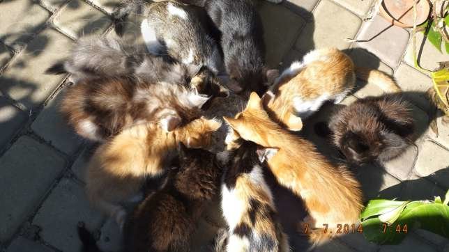 145561207_1_644x461_otdam-10-kotyat-v-horoshie-ruki-ili-utoplyu-g-krivoy-rog-krivoy-rog_rev005