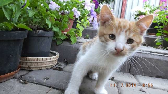 145561207_5_644x461_otdam-10-kotyat-v-horoshie-ruki-ili-utoplyu-g-krivoy-rog-dnepropetrovskaya-oblast_rev005