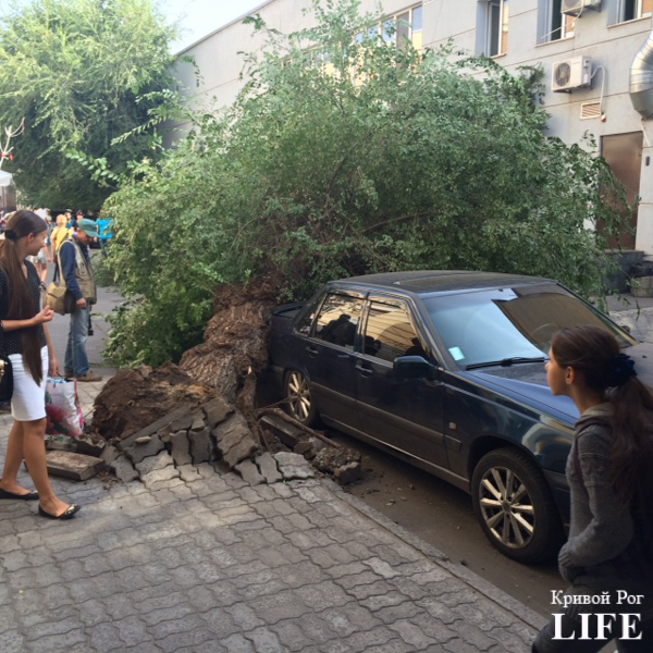 На центральной улице Кривого Рога дерево неожиданно свалилось, придавив автомобиль (ФОТО) (фото) - фото 1