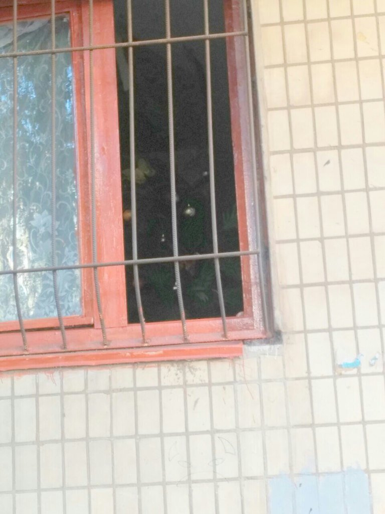 Кривой Рог за решеткой: Какие истории скрывают криворожане за прутьями оконных решеток (ФОТО) (фото) - фото 2